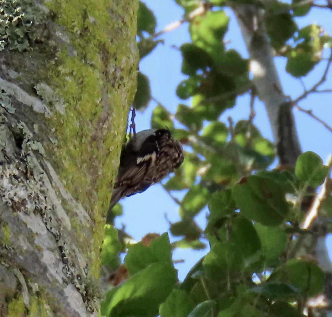 Brown Creeper - ML633703946
