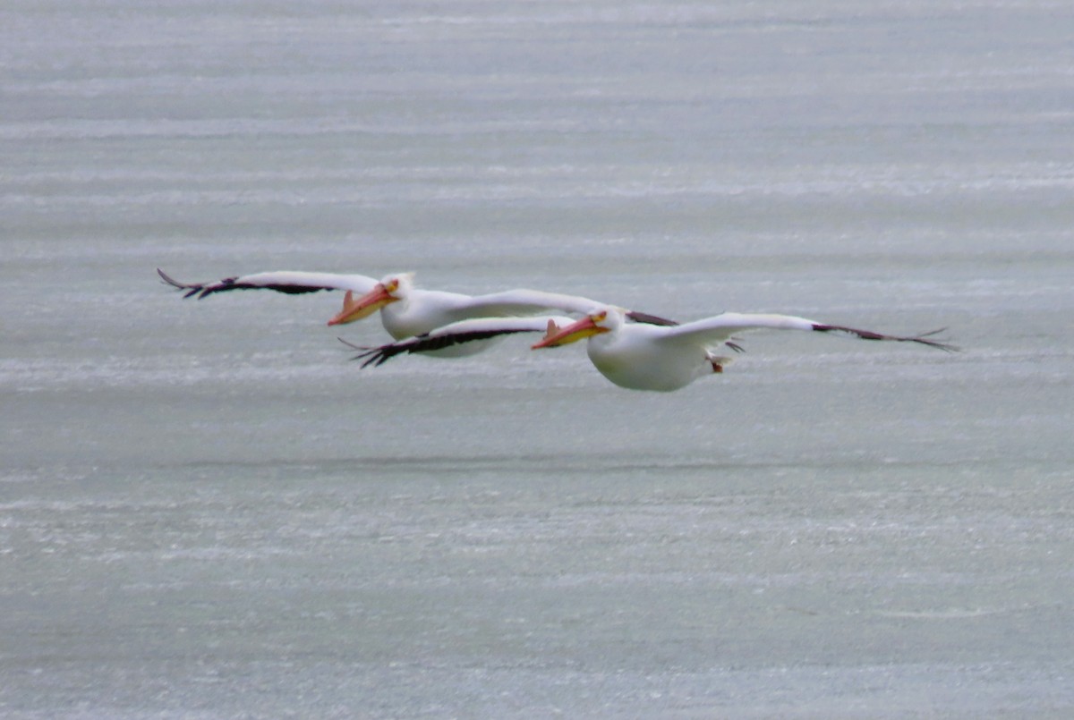 American White Pelican - ML633703964