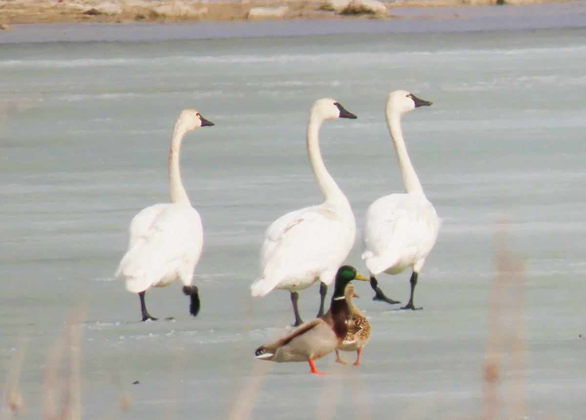 Tundra Swan - ML633703982