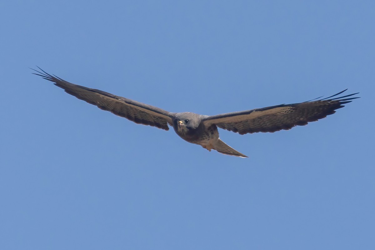 Buse de Swainson - ML633704017