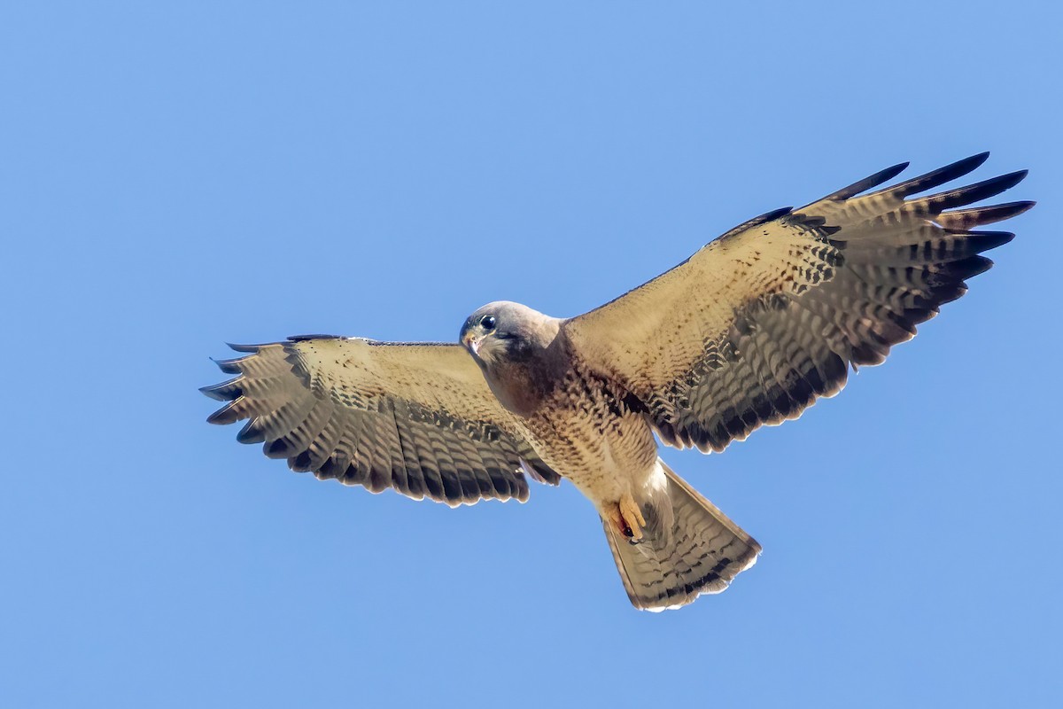 Buse de Swainson - ML633704018