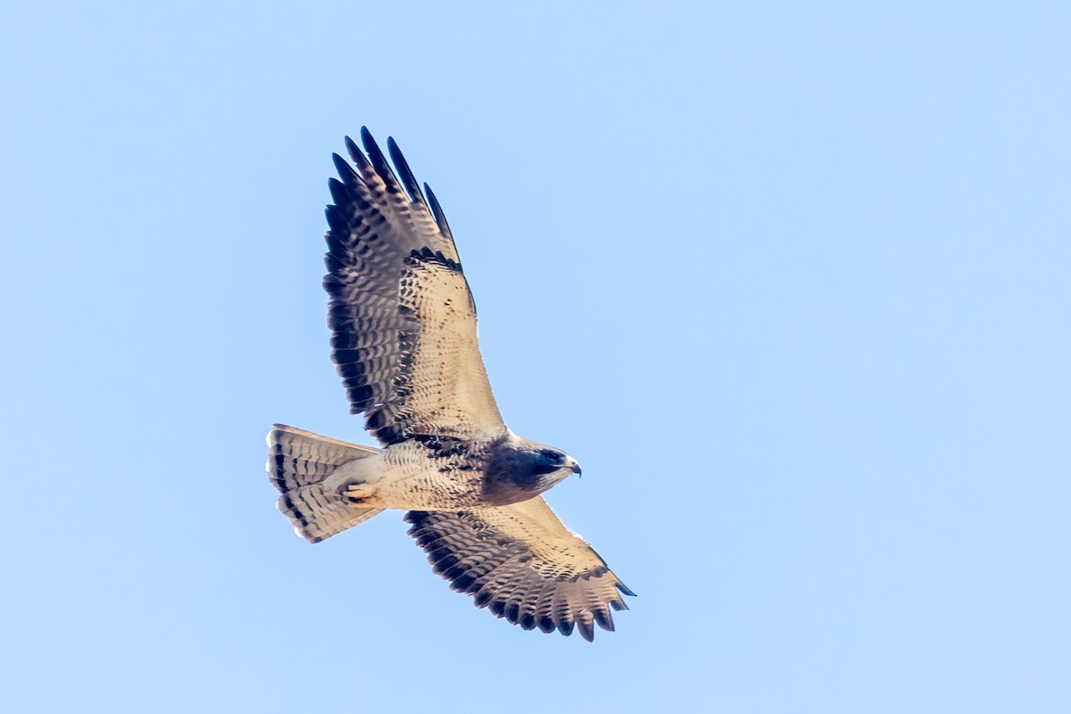 Buse de Swainson - ML633704019