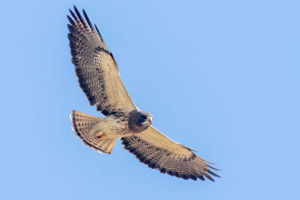 Buse de Swainson - ML633704020