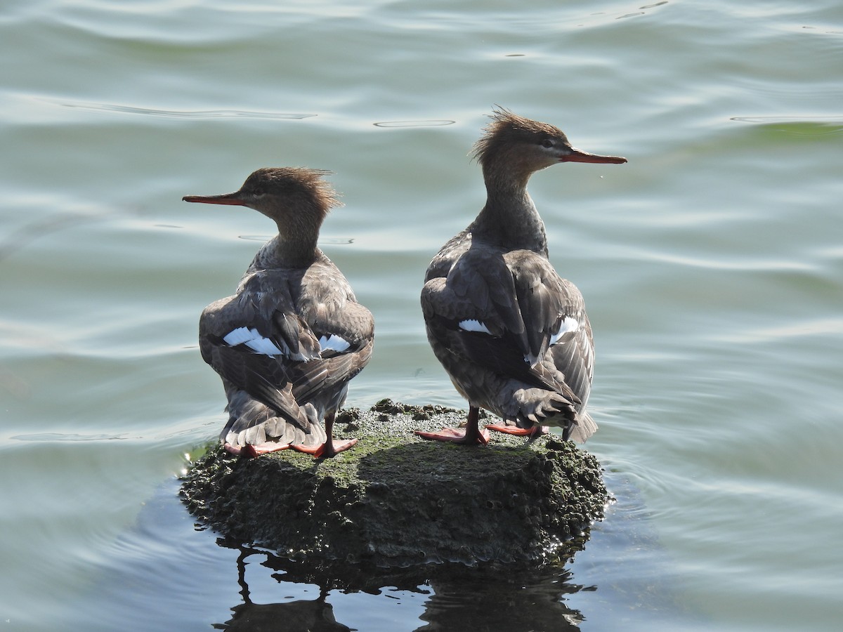 Red-breasted Merganser - ML633704160