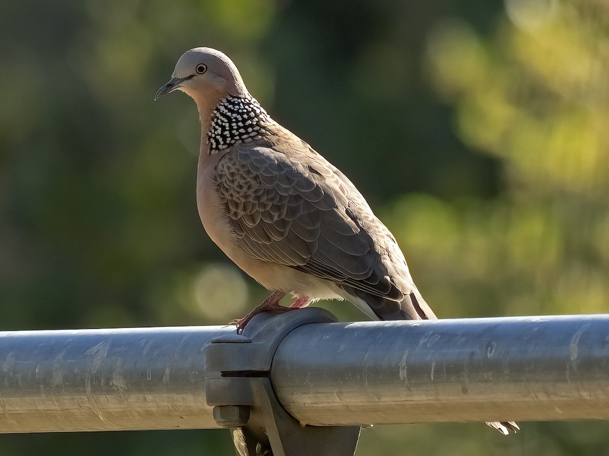 カノコバト - ML633704280