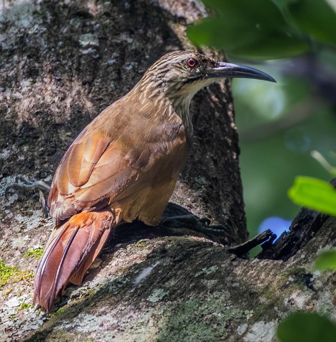 White-throated Woodcreeper - ML633704290