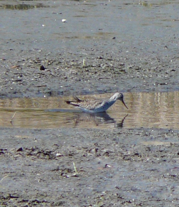 Greater Yellowlegs - ML633704421