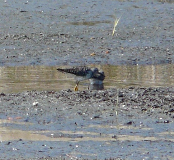 Lesser Yellowlegs - ML633704429