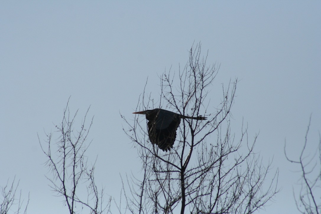 Great Blue Heron - ML633704654