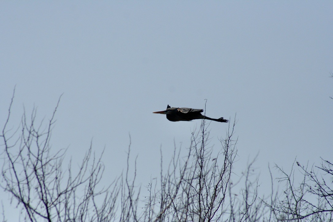 Great Blue Heron - ML633704656