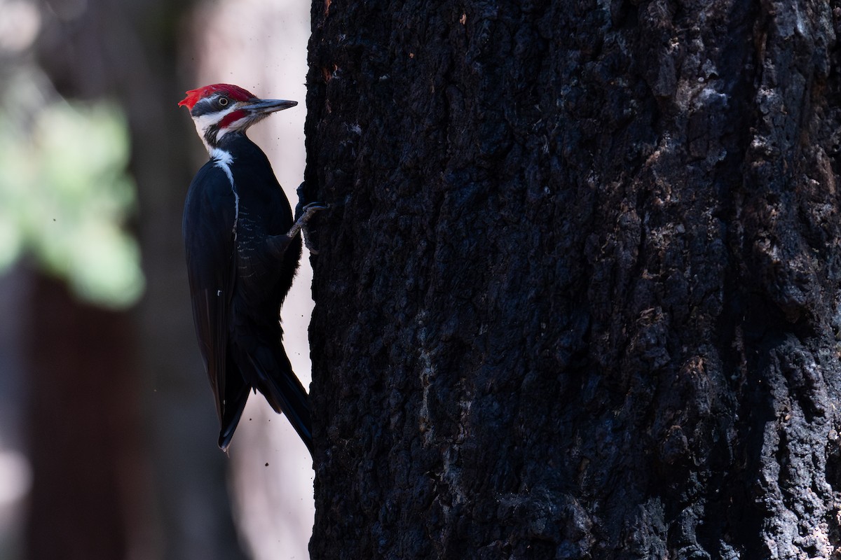 Pileated Woodpecker - ML633704664