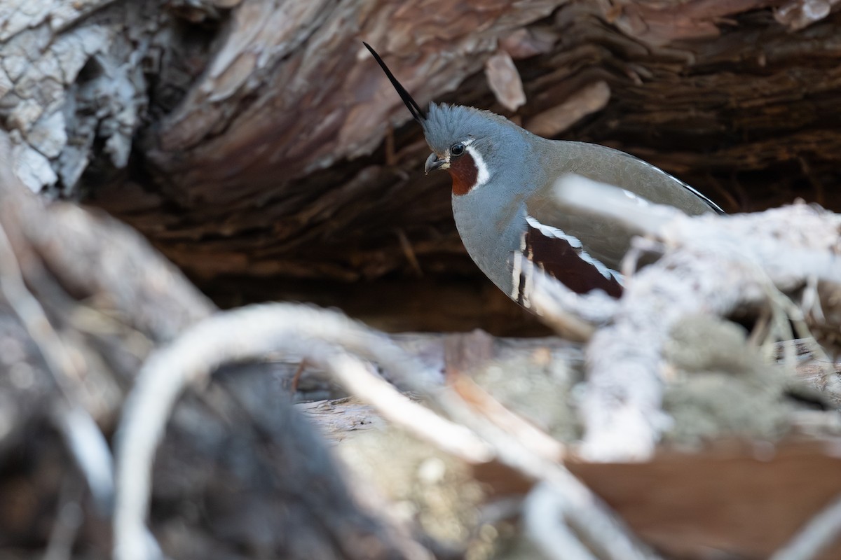 Mountain Quail - ML633704669