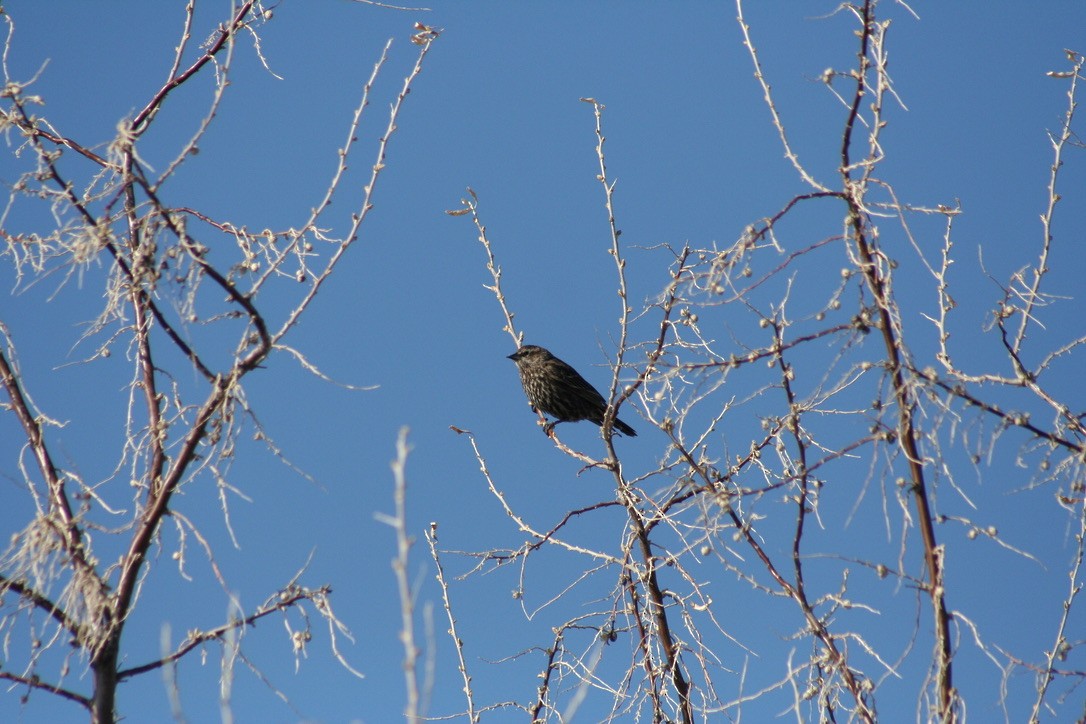 Red-winged Blackbird - ML633704671