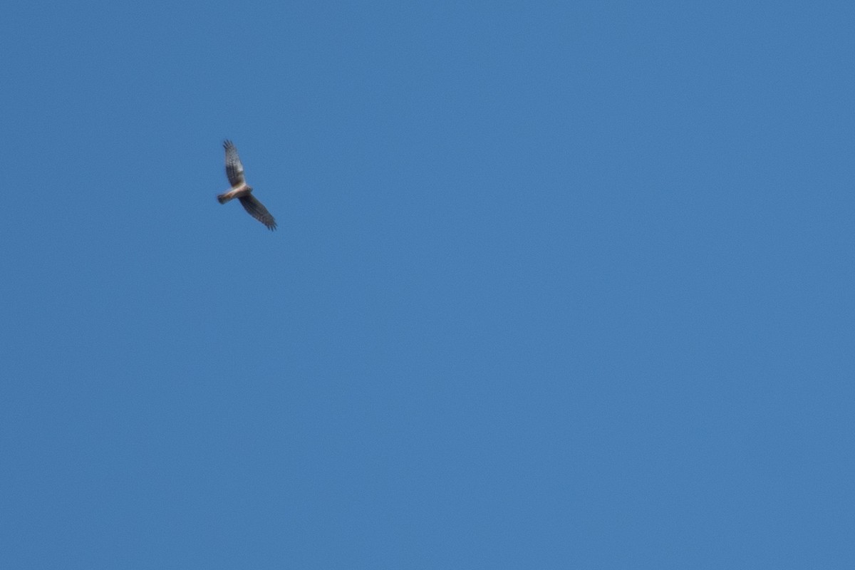 Northern Harrier - ML633704676