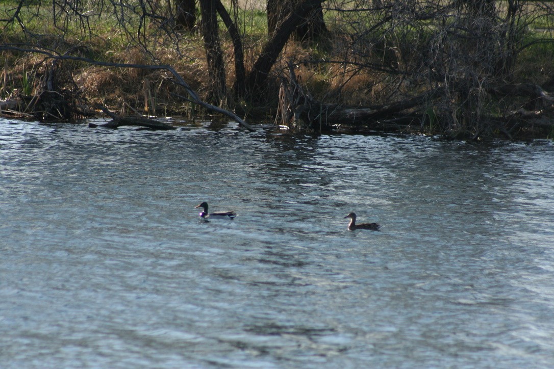 Mallard - ML633704679