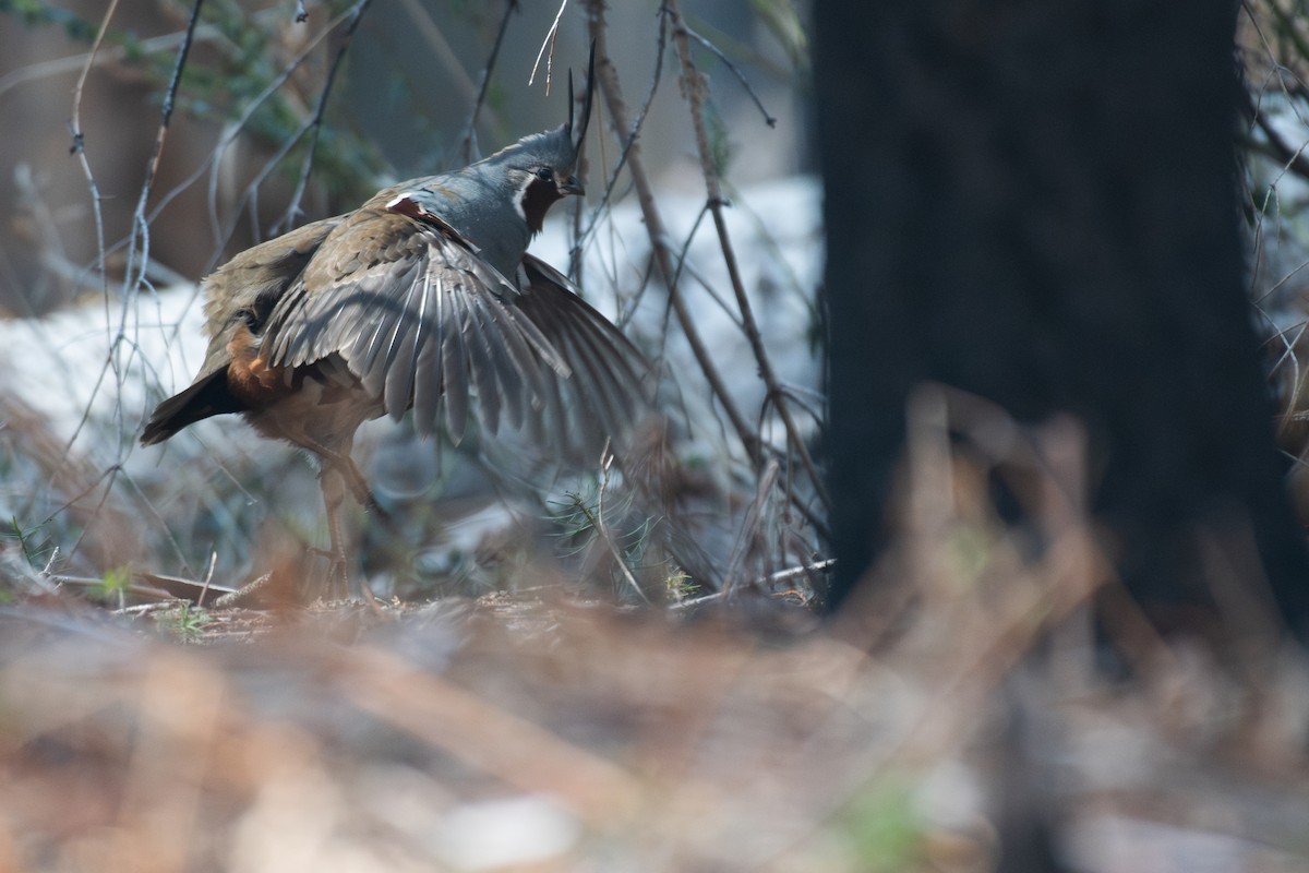 Mountain Quail - ML633704680
