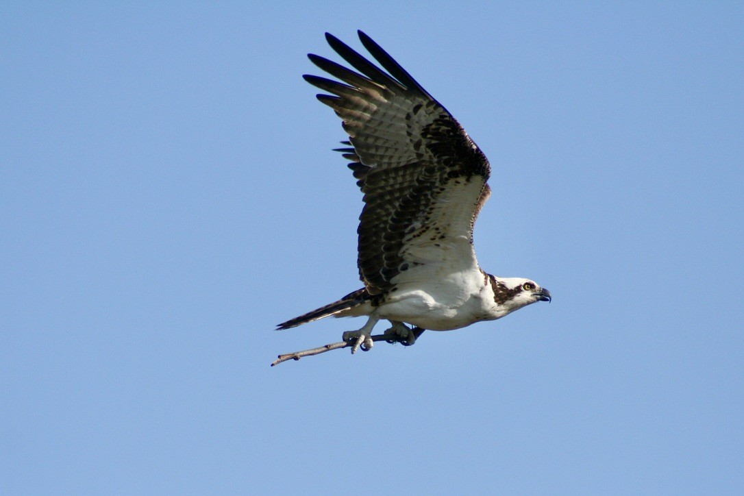 Osprey - ML633704685