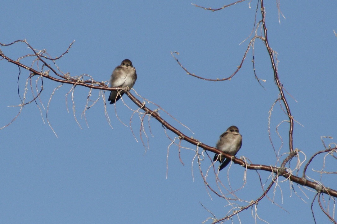 Northern Rough-winged Swallow - ML633704699