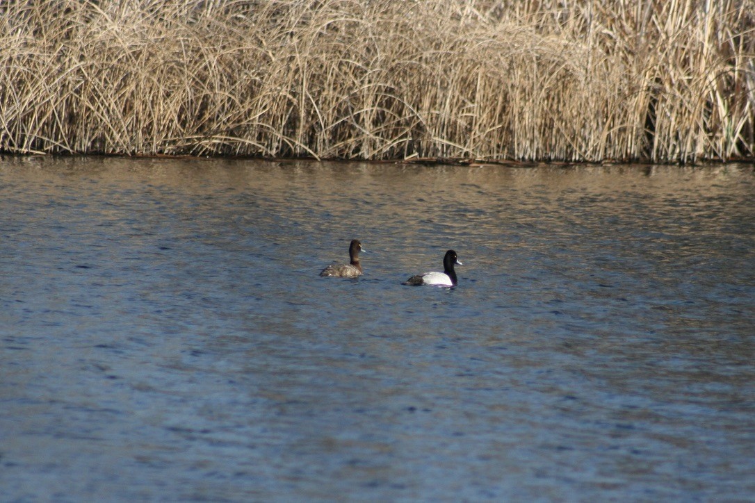 Lesser Scaup - ML633704711