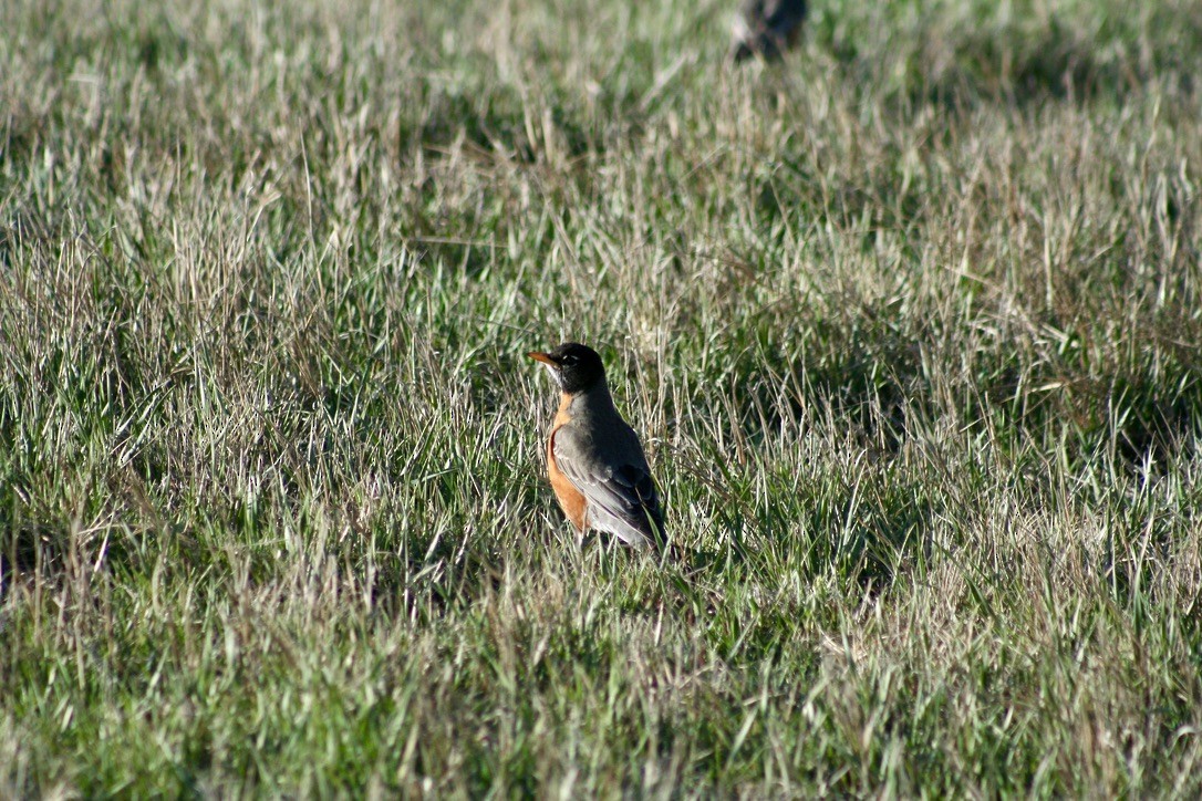 American Robin - ML633704716