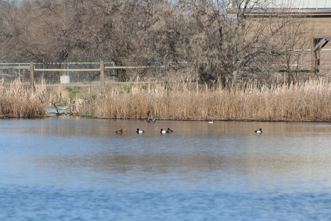 Lesser Scaup - ML633704723