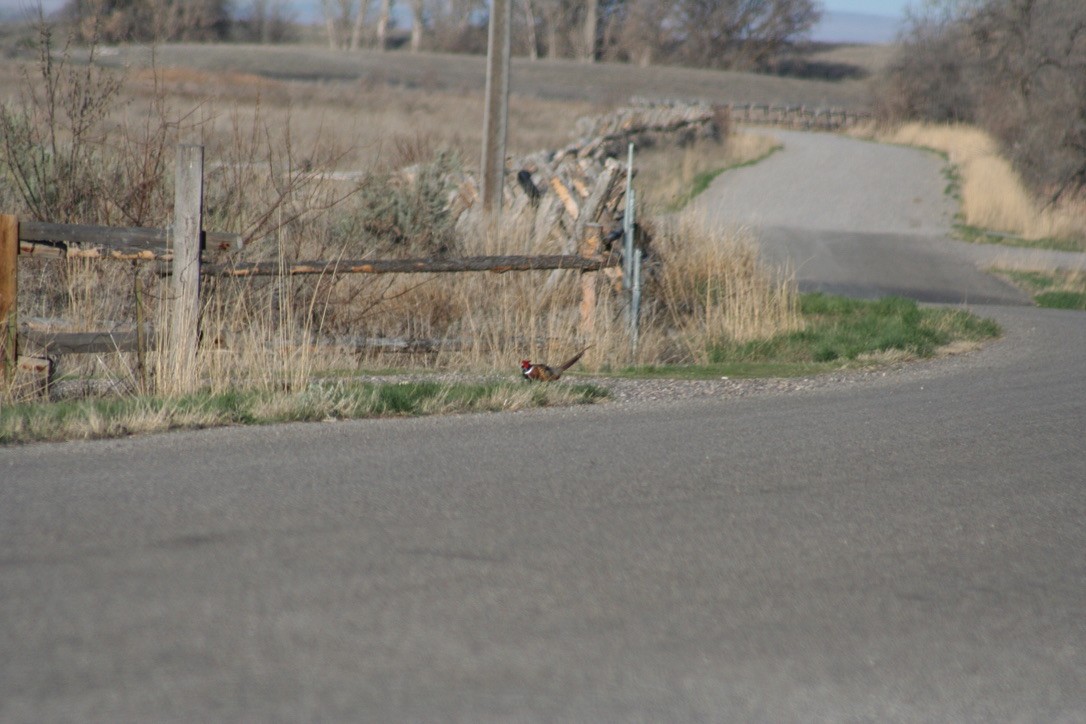 Ring-necked Pheasant - ML633704732
