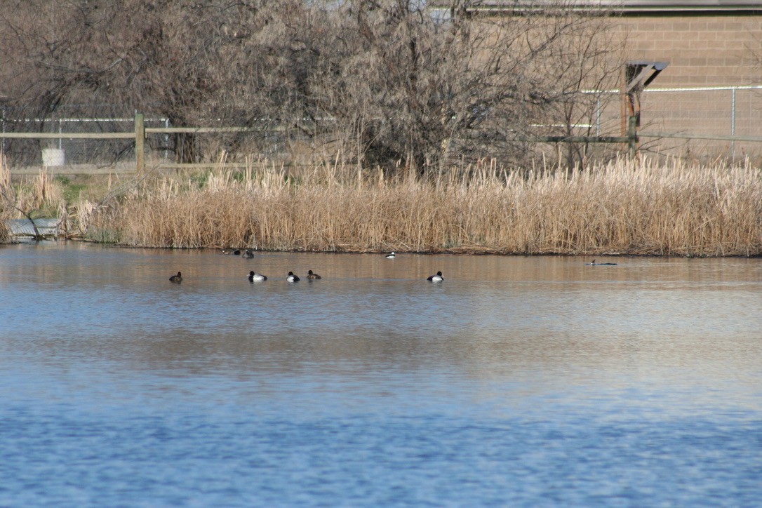 Bufflehead - ML633704741