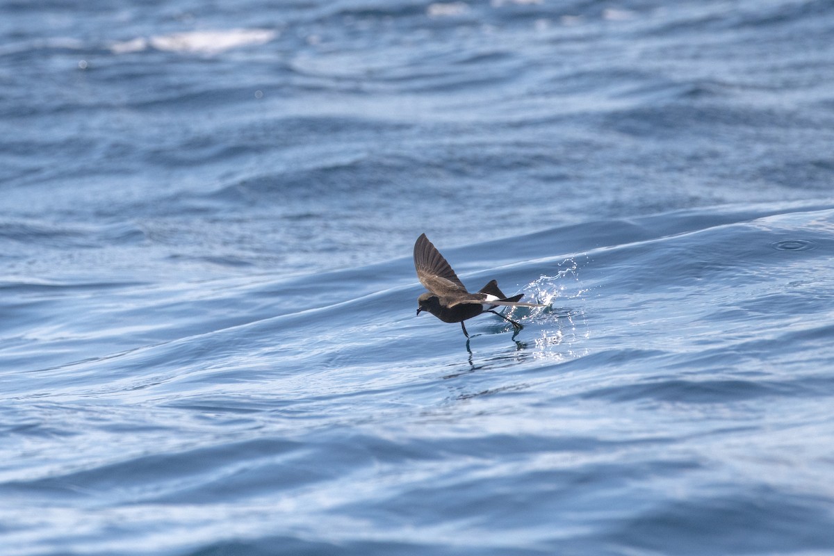 アシナガウミツバメ - ML633704782