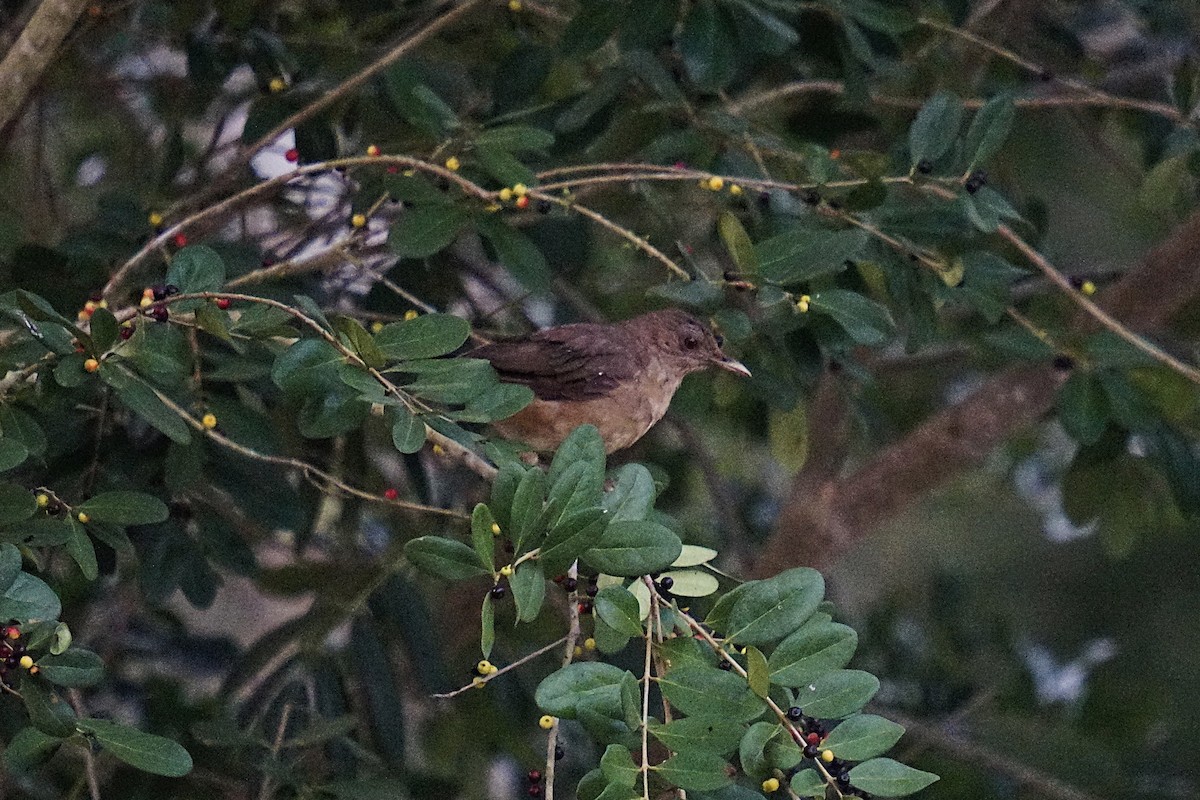 Clay-colored Thrush - ML633704788