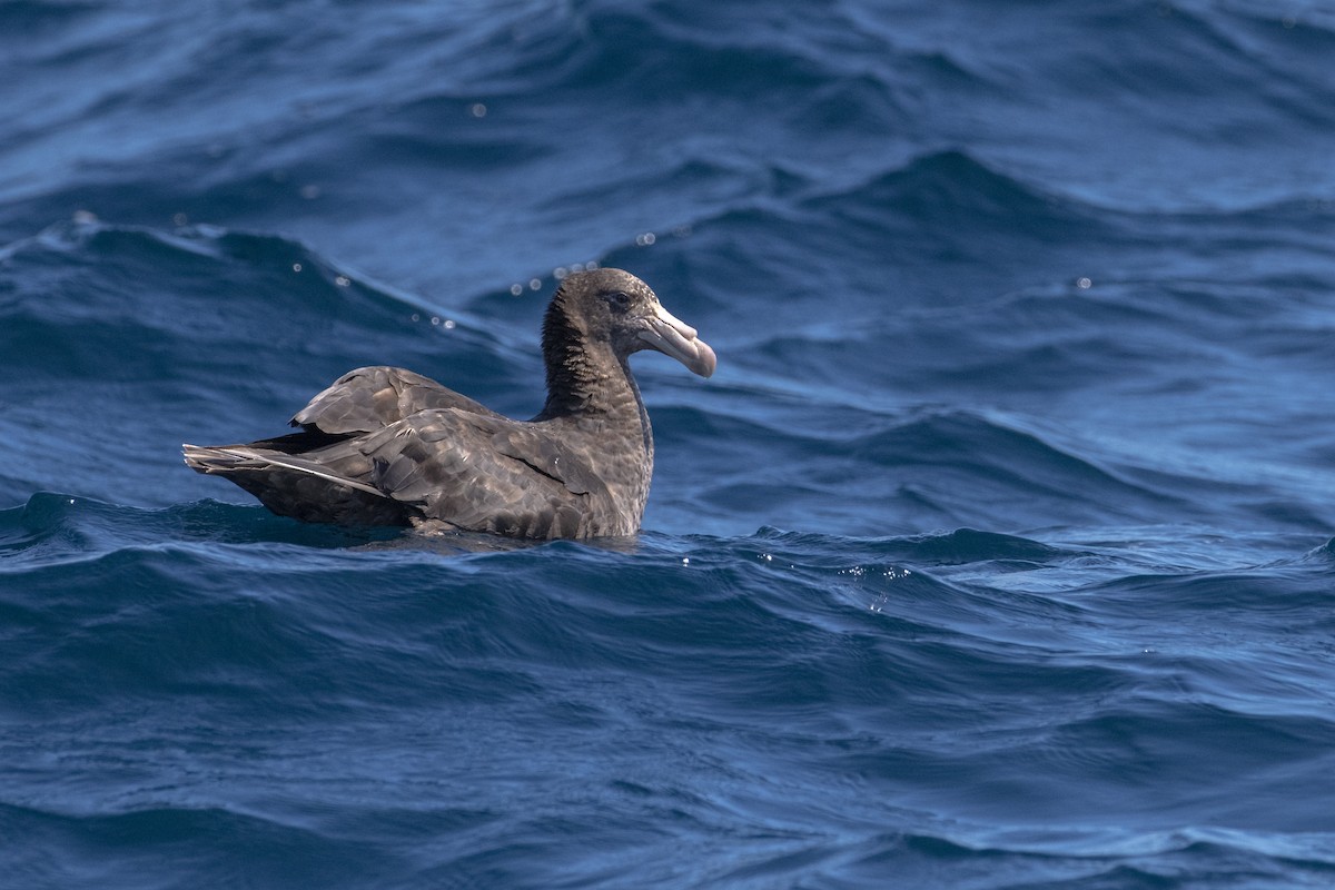 キタオオフルマカモメ - ML633704793