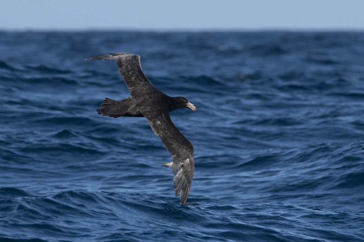 キタオオフルマカモメ - ML633704797