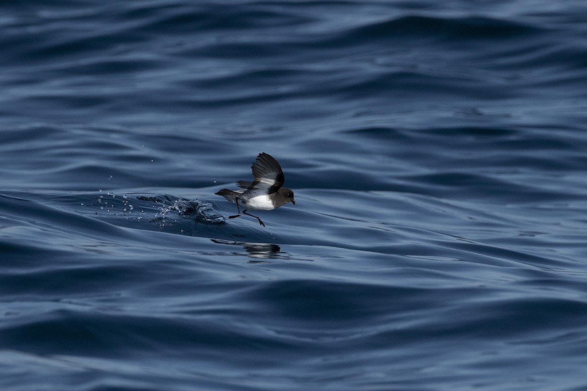 ヒメアシナガウミツバメ - ML633704800