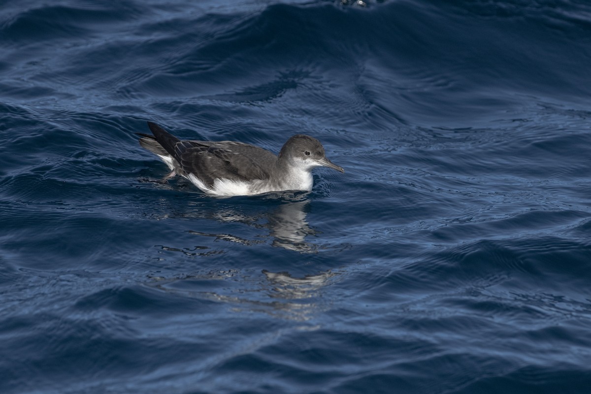 ミナミミズナギドリ - ML633704814