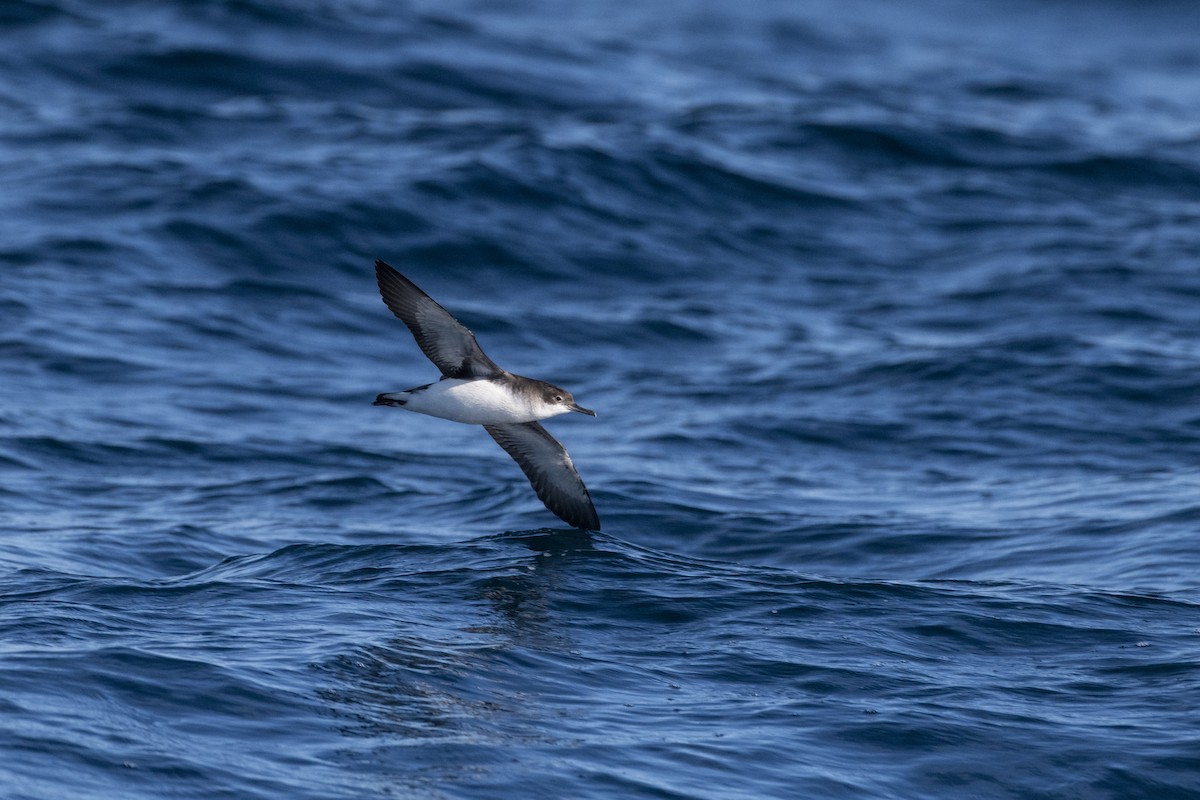 ミナミミズナギドリ - ML633704815