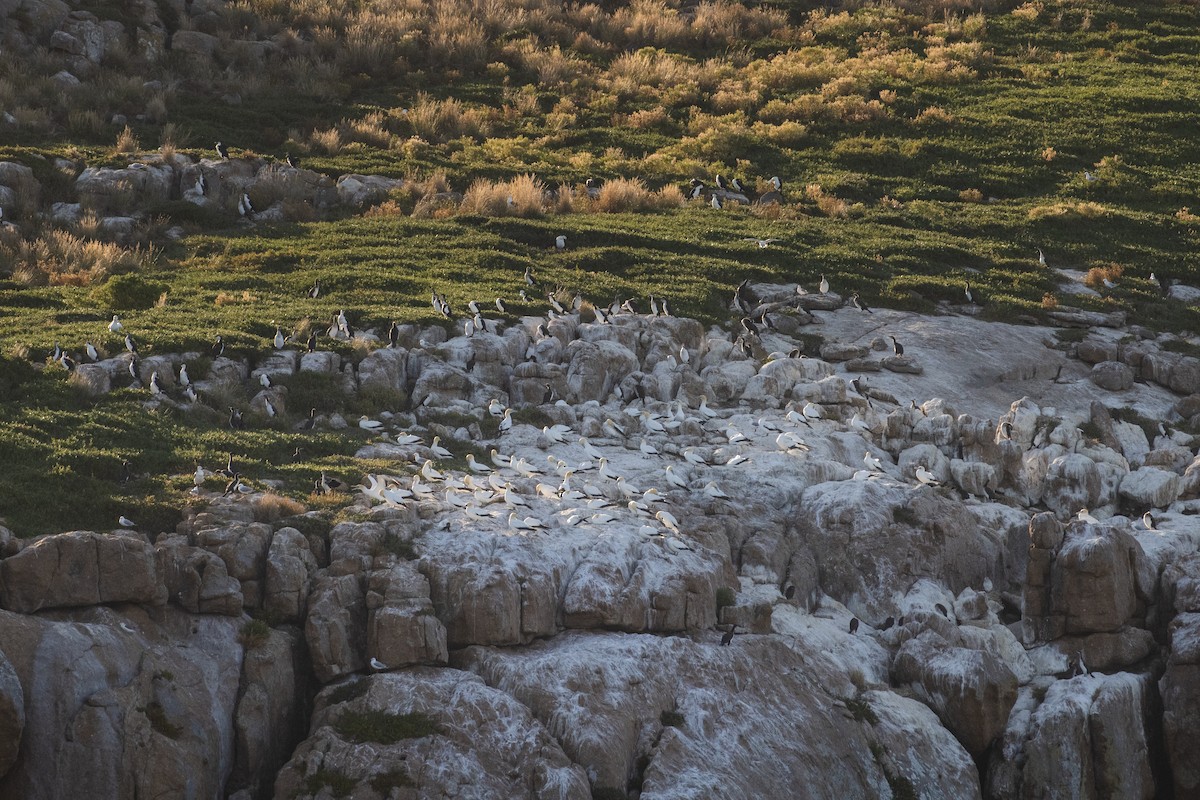 オーストラリアシロカツオドリ - ML633704825