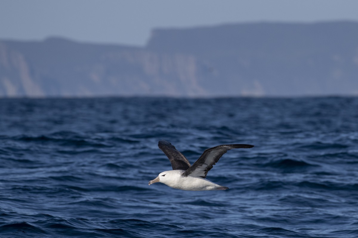 マユグロアホウドリ（melanophris） - ML633704832