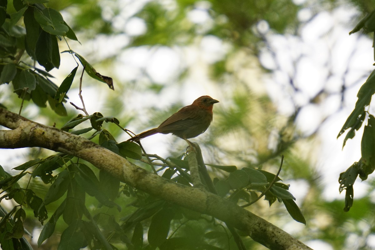 Red-throated Ant-Tanager - ML633704856