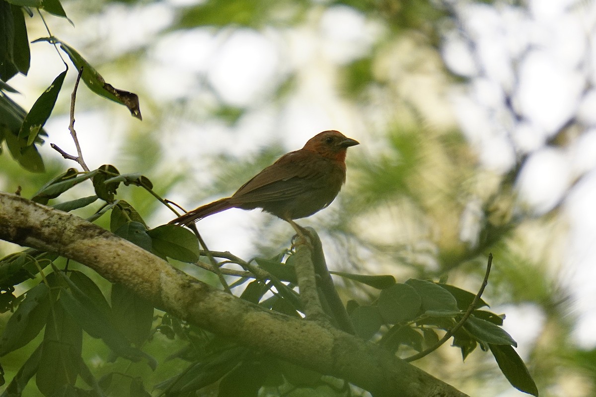 Red-throated Ant-Tanager - ML633704857