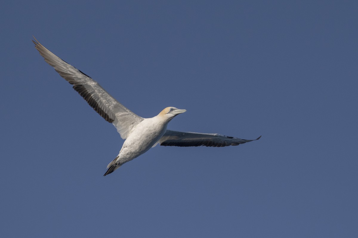 オーストラリアシロカツオドリ - ML633704860