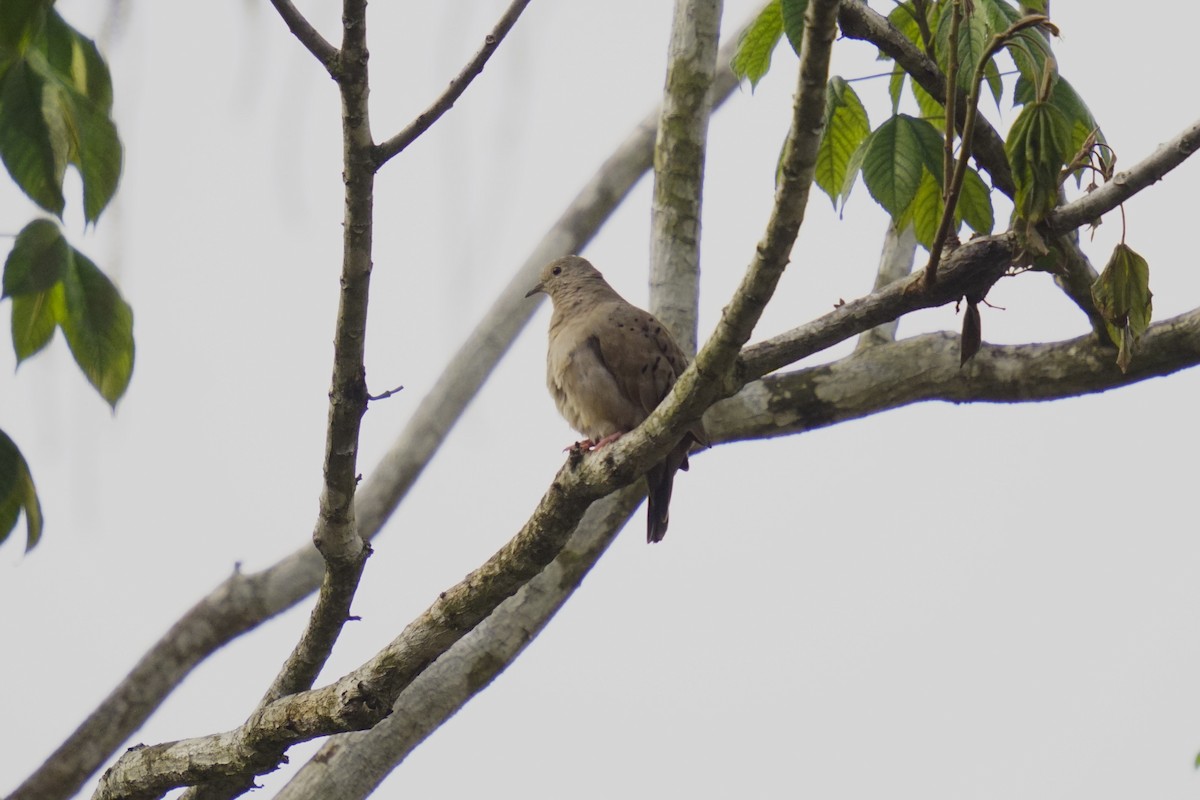 Ruddy Ground Dove - ML633704929
