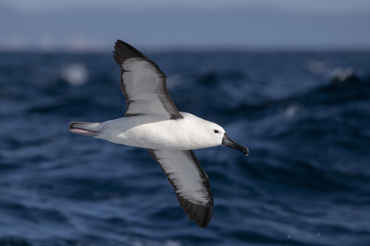 Indian Yellow-nosed Albatross - ML633704971