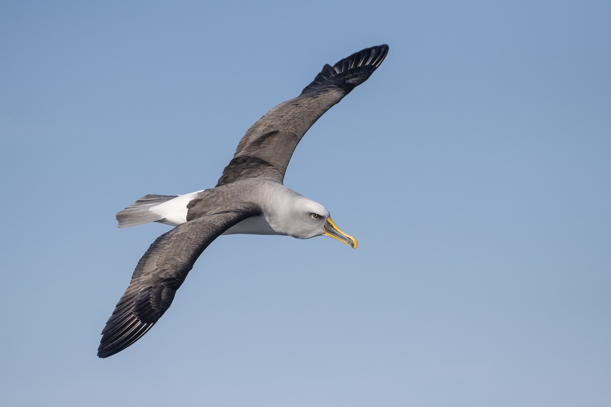 ニュージーランドアホウドリ - ML633704980