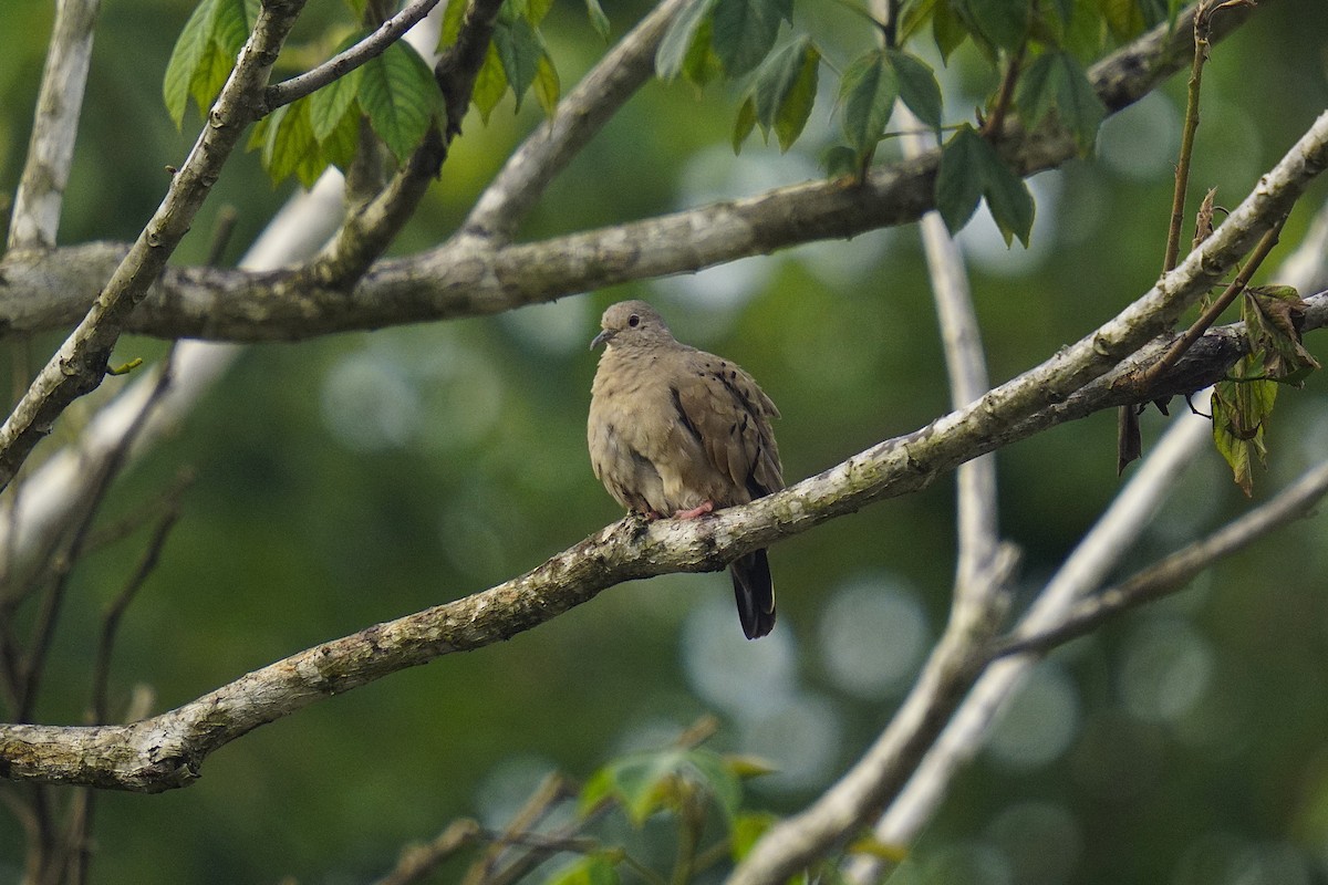 Ruddy Ground Dove - ML633705021