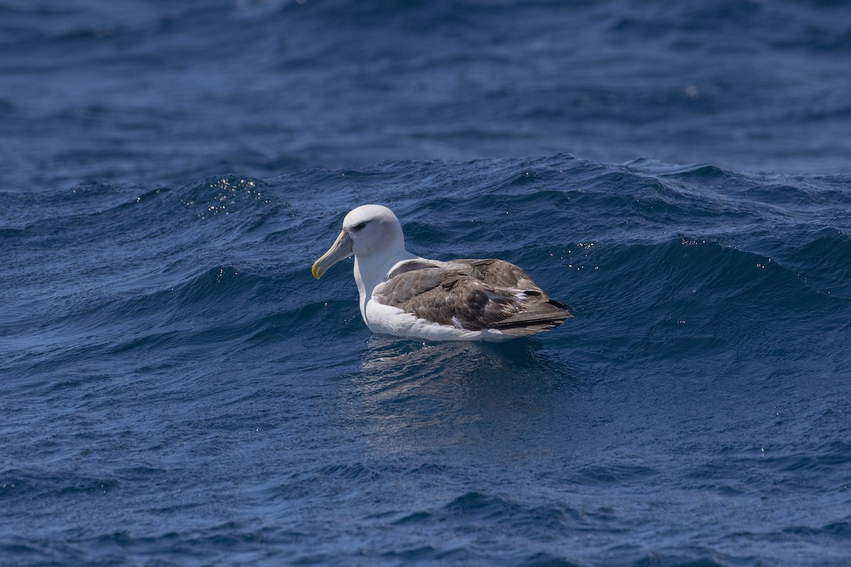 ハジロアホウドリ - ML633705030