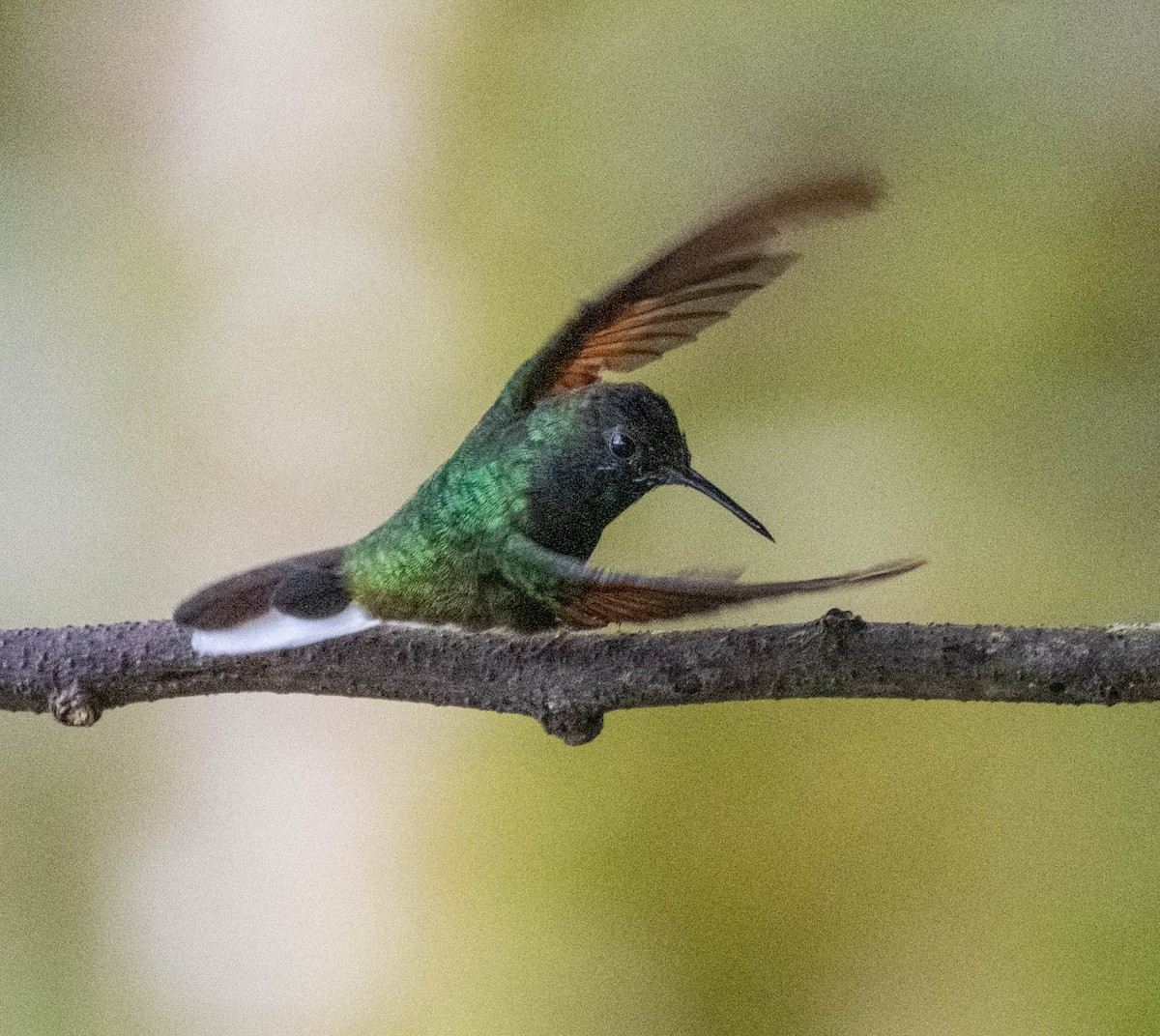 Black-bellied Hummingbird - ML633705077