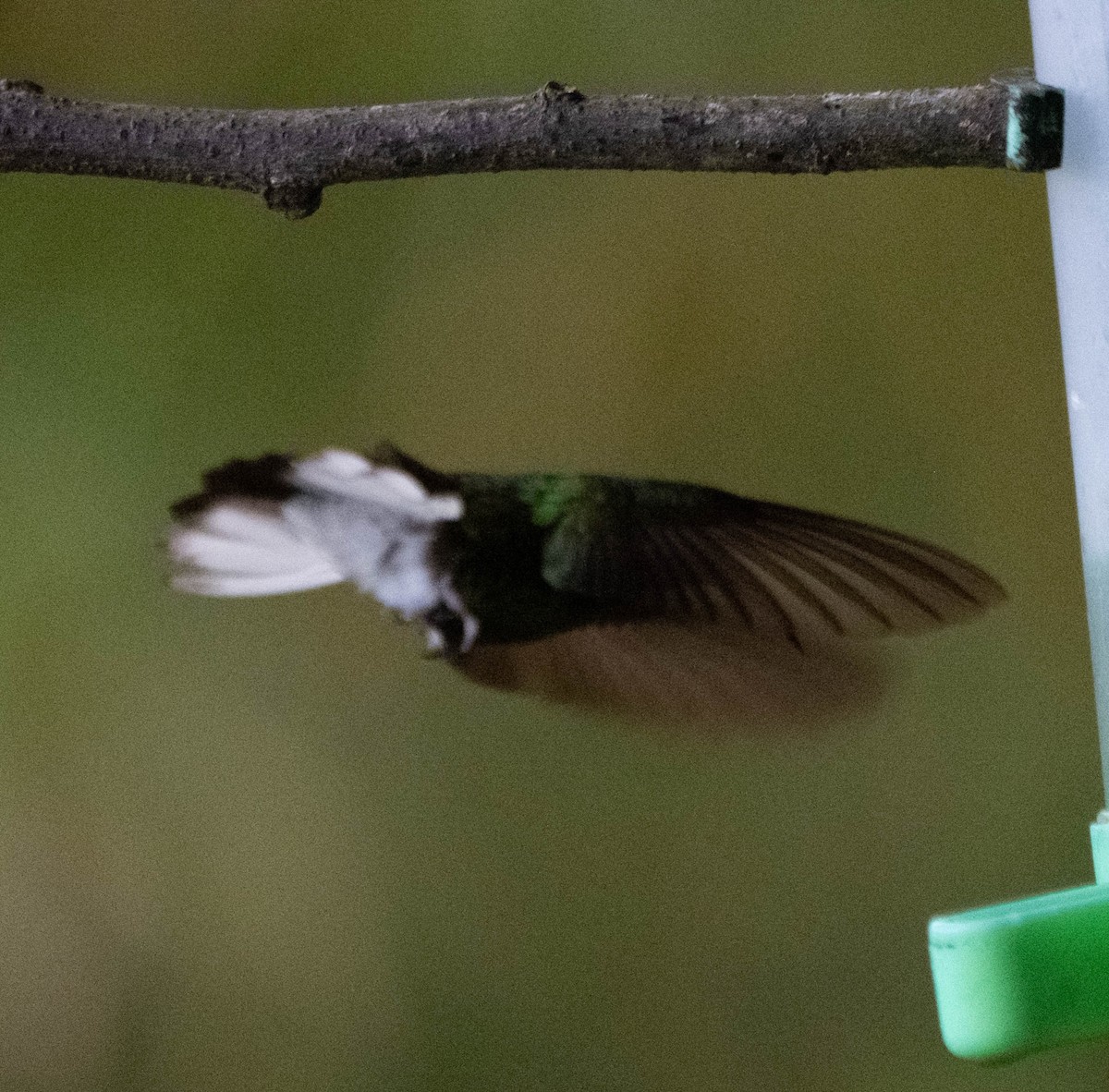 Black-bellied Hummingbird - ML633705078