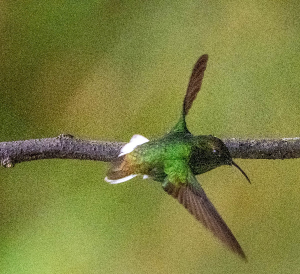 Black-bellied Hummingbird - ML633705079