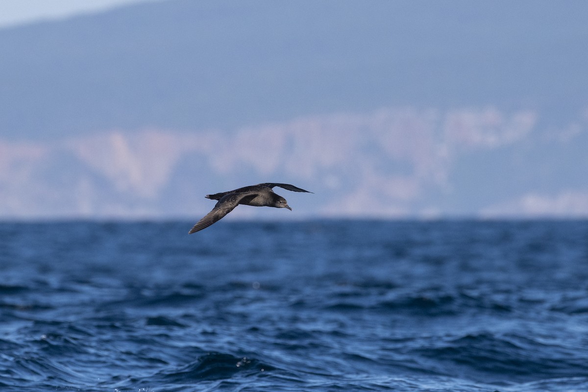 ハシボソミズナギドリ - ML633705099