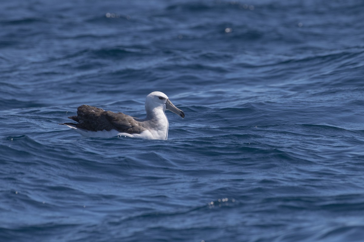マユグロアホウドリ（melanophris） - ML633705164