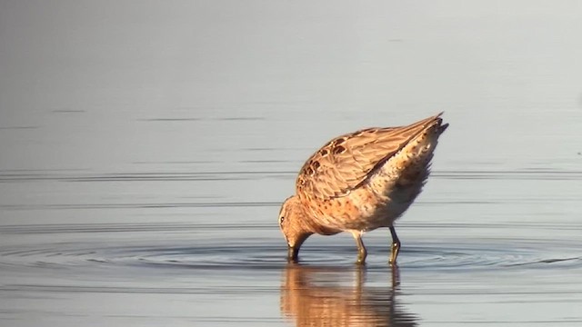Short-billed Dowitcher - ML633705184